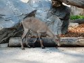 31. Djuparken i Feldkirch