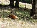 38.  Djuparken i Feldkirch