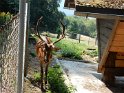 39.  Djuparken i Feldkirch