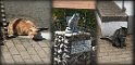 ´´Whiskykatter´´ vid The Glenturret Distillery, Crieff